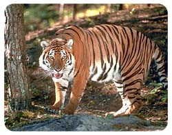 Tiger Coasters