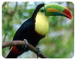 Toucan Coasters