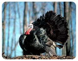 Turkey Coasters