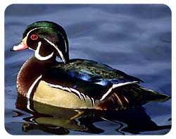 Duck Coasters