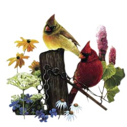 Cardinal T-Shirt - Two Gorgeous Birds