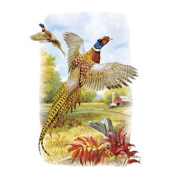 Pheasant T-Shirt - Brightly Colored