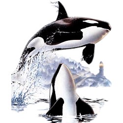 Whale T-Shirt - Orcas