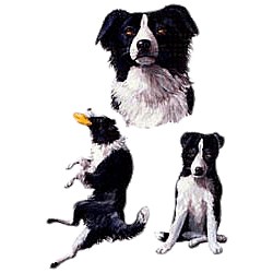 Border Collie T-Shirt - Collage