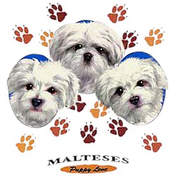 Maltese T-Shirt - Puppies and Paws