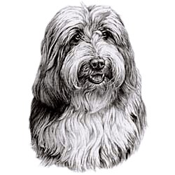 Bearded Collie Shirts