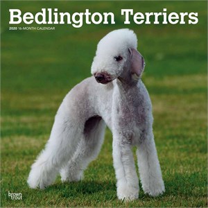 2012 Bedlington Terrier Calendar