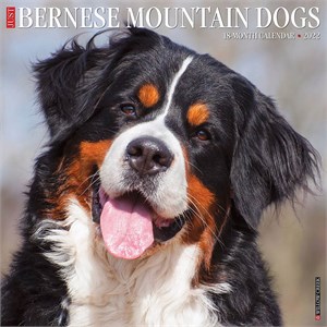 2012 Best Berners By Myrna Calendar