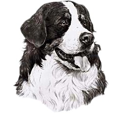 Bernese Mountain Dog Shirts