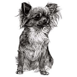 Chihuahua T-Shirt - Eye Catching Detail