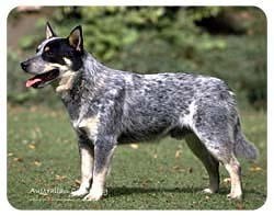 Australian Cattle Dog Coasters