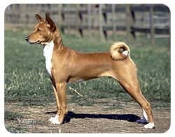 Basenji Coasters