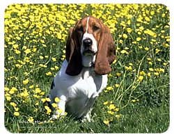 Basset Hound Coasters