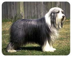 Bearded Collie Coasters
