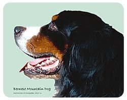 Bernese Mountain Dog Coasters