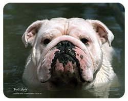 Bulldog Coasters