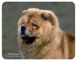 Chow Chow Coasters