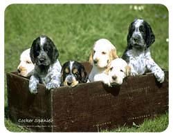Cocker Spaniel Coasters