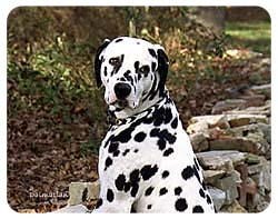 Dalmatian Coasters