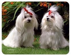 Maltese Coasters