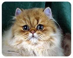Persian Cat Coasters