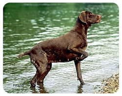 German Shorthaired Pointer Coasters