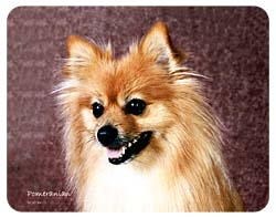 Pomeranian Coasters