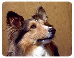 Shetland Sheepdog Coasters