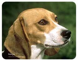 Beagle Coasters