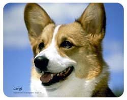 Corgi Coasters