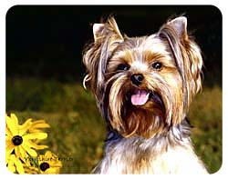 Yorkshire Terrier Coasters