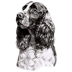 Cocker Spaniel T-Shirt - Eye Catching Detail
