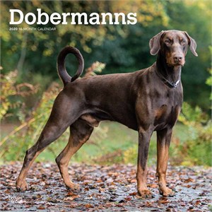  Doberman Pinscher Non-Cropped Calendar 2013