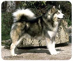 Alaskan Malamute Mousepad