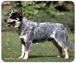 Australian Cattle Dog Mousepad
