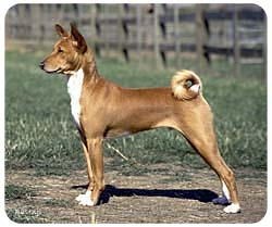 Basenji Mousepad