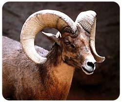 Big Horn Sheep Mousepad