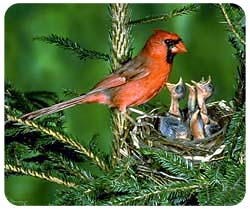 Cardinal Mousepad
