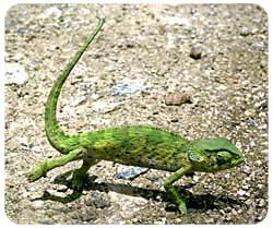 Chameleon Mousepad