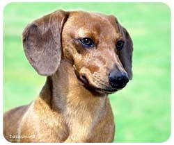 Dachshund Mousepad