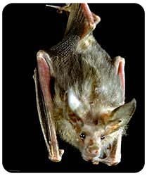 Bat Mousepad