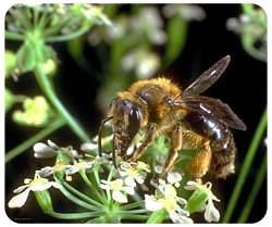 Bee Mousepad