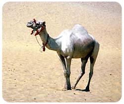Camel Mousepad