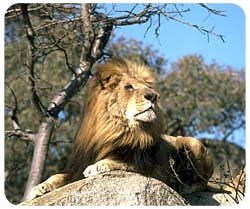 Lion Mousepad