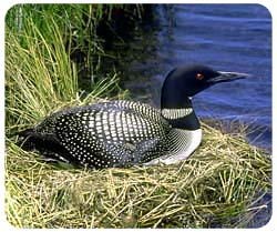 Loon Mousepad