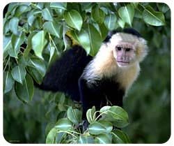 Monkey Mousepad