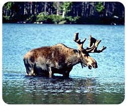 Moose Mousepad