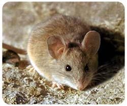 Mouse Mousepad