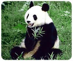 Panda Bear Mousepad