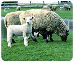 Sheep Mousepad